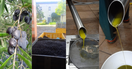 Se vuoi acquistare un olio extravergine biologico calabrese di filiera corta e certificata, visita nonsoloolio.it — olio EVO non filtrato, raccolta a mano, spedito direttamente dall'azienda agricola.